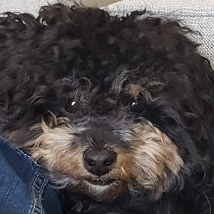 Meet your Posher, Adrian